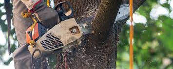 Reliable Elk Plain, WA Tree Services Solutions